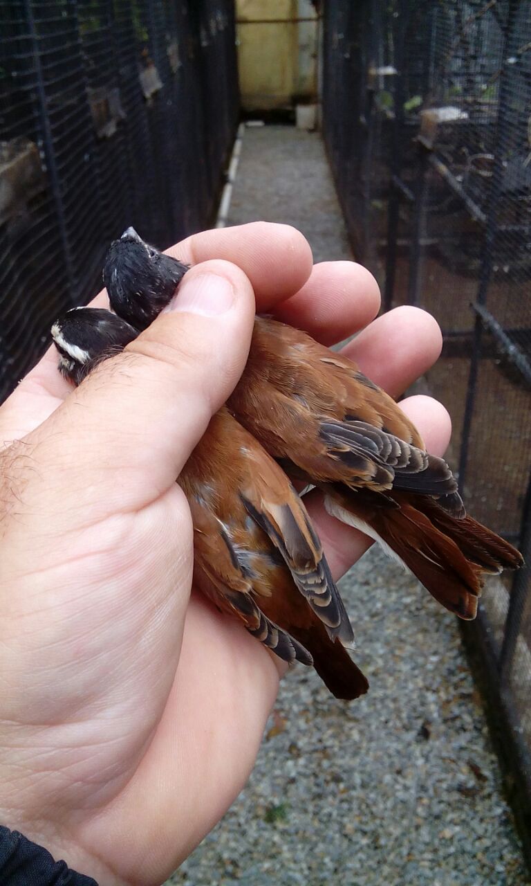 Damara Canary